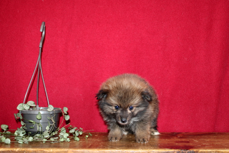 puppy, for, sale, Pomeranian, Matthew B. Stoltzfus, dog, breeder, Gap, PA, dog-breeder, puppy-for-sale, forsale, nearby, find, puppyfind, locator, puppylocator, aca